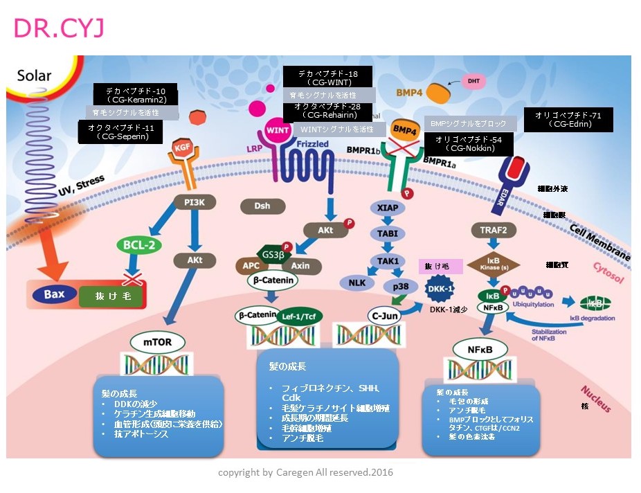 ヘアーフィラー