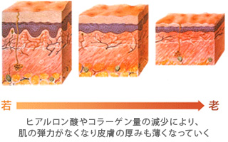 ヒアルロン酸やコラーゲン量の減少により、肌の弾力がなくなり皮膚の厚みも薄くなっていく