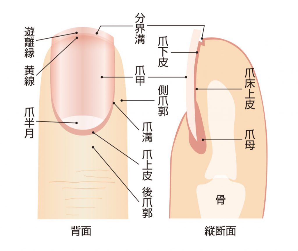陥入爪 巻き爪 大阪心斎橋で手術が保険で出来る Ma皮膚科クリニック心斎橋 女性医師 土日診療 陥入爪 巻き爪 大阪心斎橋で手術が保険で出来る Ma皮膚科クリニック心斎橋 女性医師 土日診療